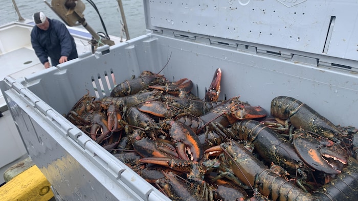 Des homards débarqués au quai de Caraquet.