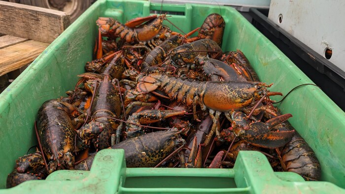 Des homards dans un bac.