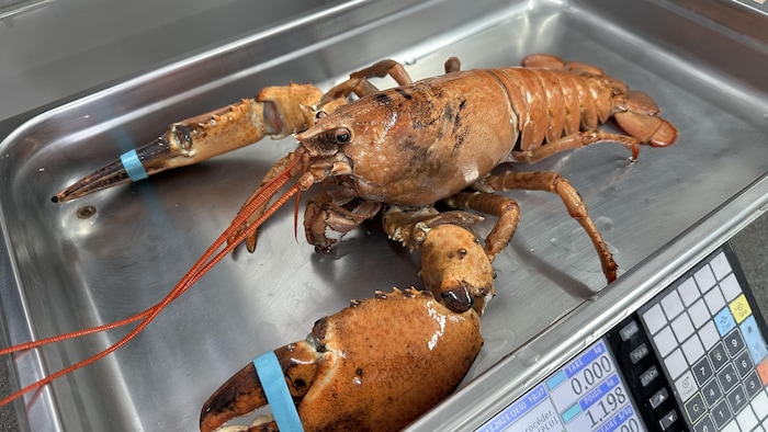 Un homard vivant orange sur une pesée.