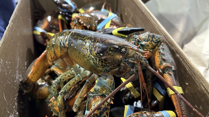 Homard vivant dans une boîte.