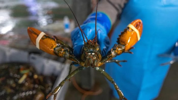 Un homard aux pinces attachées par des élastiques est tenu par un travailleur d'une usine de transformation.