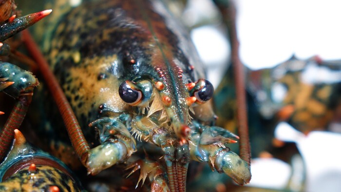 Un homard dans un vivier.