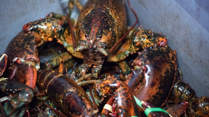 des homards vivant empilés les uns sur les autres.
