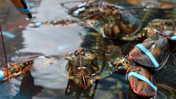 Des homards dans un vivier.