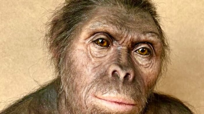 Reconstitution d'« Homo habilis ».