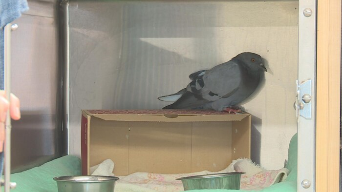 Pigeon: Mode de vie - Oiseaux du Québec