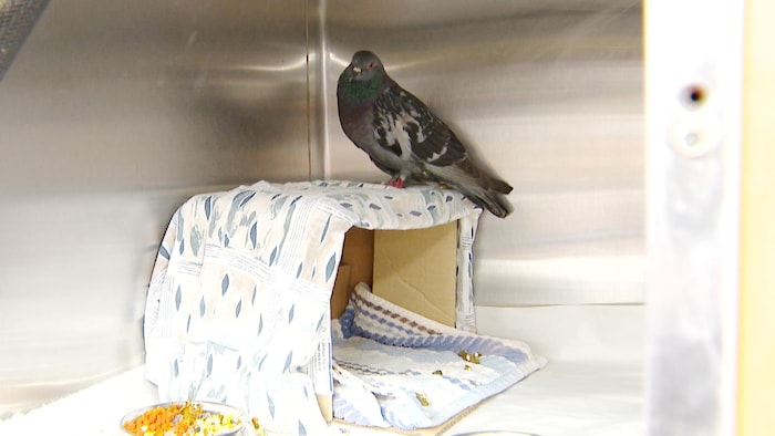 Un pigeon sur une boîte de carton recouverte d'une serviette, avec un bol de nourriture et bol d'eau près de lui.