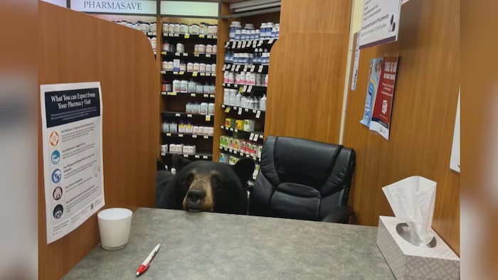 Une ourse pose la tête sur un comptoir, dans une pharmacie.