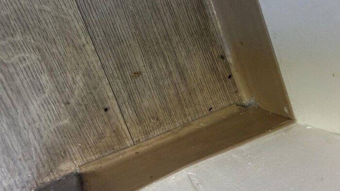 Des excréments de souris sur le sol.