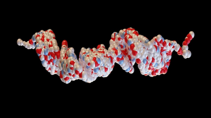Illustration de l'hormone GPL-1.