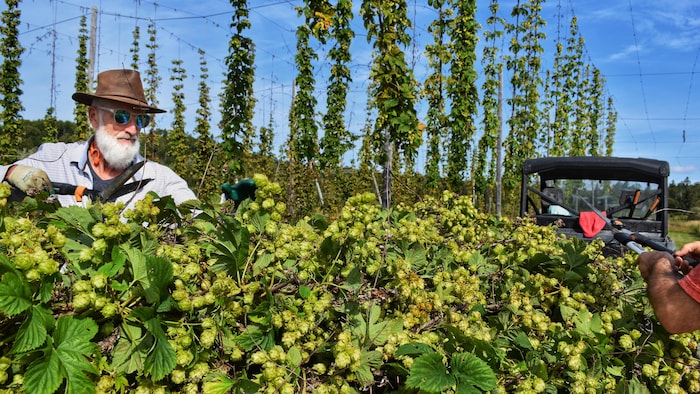 Des travailleurs taillent le houblon.