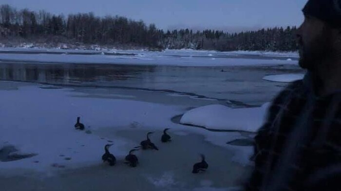 Des oiseaux sur la neige qui se dirigent vers l'eau ouverte de la rivière.
