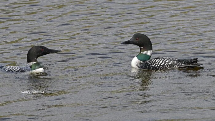 Deux huards flottent sur l'eau.