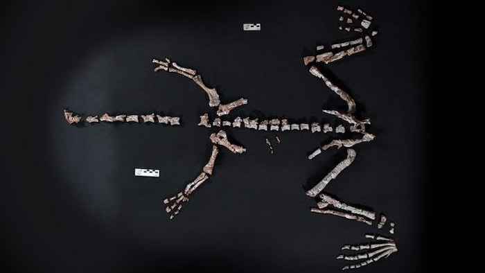 Le squelette fossilisé du Huayracursor jaguensis.