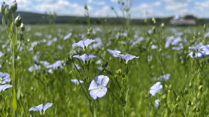 Un vaste champ de lin en fleurs s'étend sous un ciel bleu parsemé de nuages blancs. Au premier plan, de petites fleurs d'un bleu pâle violacé se détachent nettement, tandis que l'arrière-plan verdoyant présente un effet de flou.