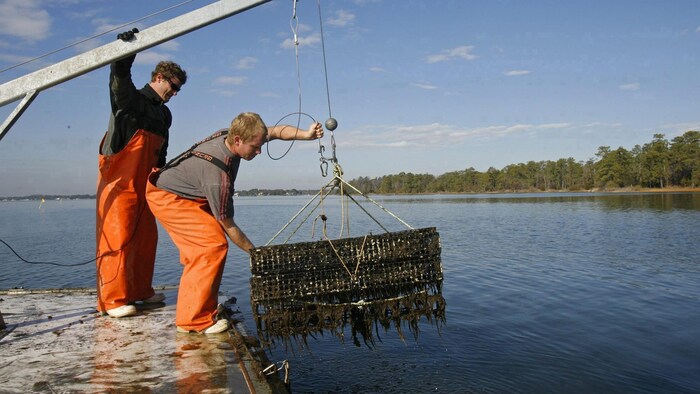 Deux hommes vêtus de bottes-pantalons orange sur un quai. Un est debout et celui de devant fléchit les genoux en descendant une cage remplie d'huîtres dans une rivière.
