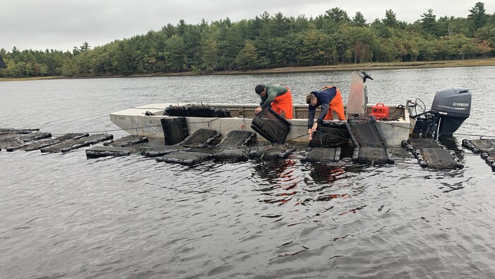 Deux employés vêtus d'une salopette orange réalignent les poches dans l'eau à partir de leur bateau.  