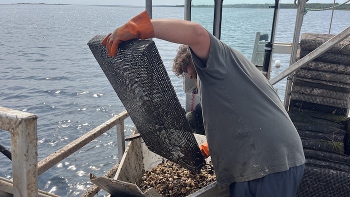Les huitres sont triées et nettoyées sur des bateaux avant d'êrte remis dans des casiers.