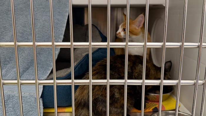 Deux chats dans une cage pour animaux, au refuge.
