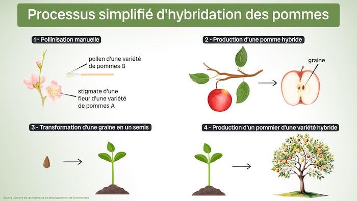 Processus simplifié d’hybridation des pommes, en passant par la pollinisation manuelle, la production d’une pomme hybride, la transformation d’une graine en un semis jusqu’à la production d’un pommier d’une variété hybride. 