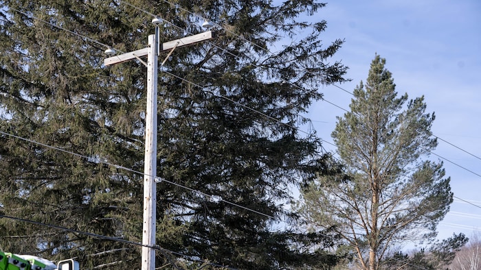 Des arbres se trouvent à proximité d’une ligne électrique.