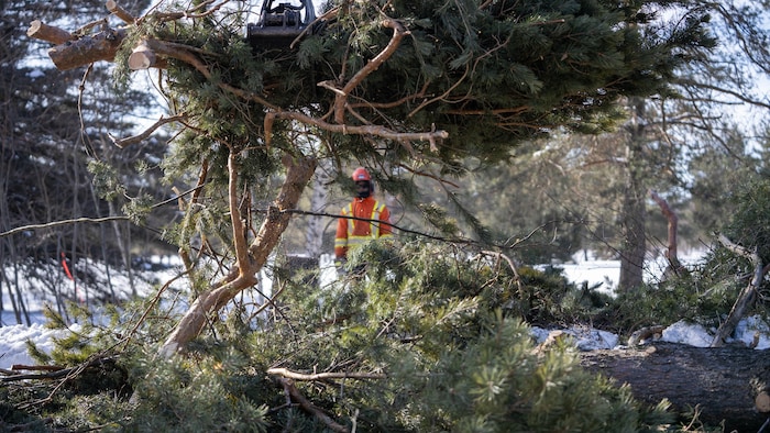 Un travailleur portant un casque se trouve derrière des branches d’un pin qui sont coupées par de la machinerie en hiver.