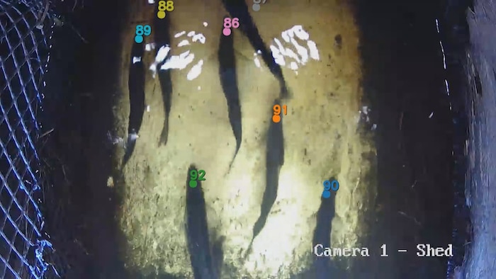 Sur l'écran d'un ordinateur, les ombres des poissons sont accompagnées de numéros générés électroniquement.