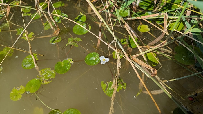 On peut voir quelques feuilles du petit nénuphar et ses ramifications dans l'eau. Une fleur blanche est au-dessus des feuilles.