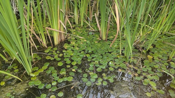 Un herbier composé d'une bonne densité d'hydrocharide grenouillette et de quenouilles.
