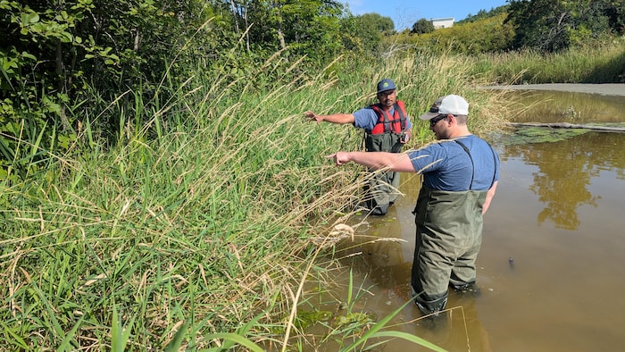 William Vincent et Akib Hasan pointent une zone dans les hautes herbes où l'hydrocharide est présente.