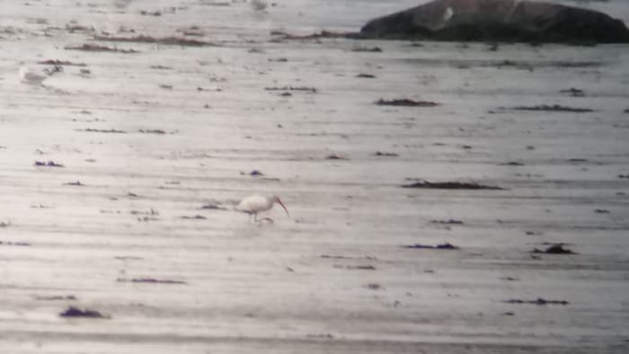 Un Ibis blanc marchant au large du fleuve Saint-Laurent.