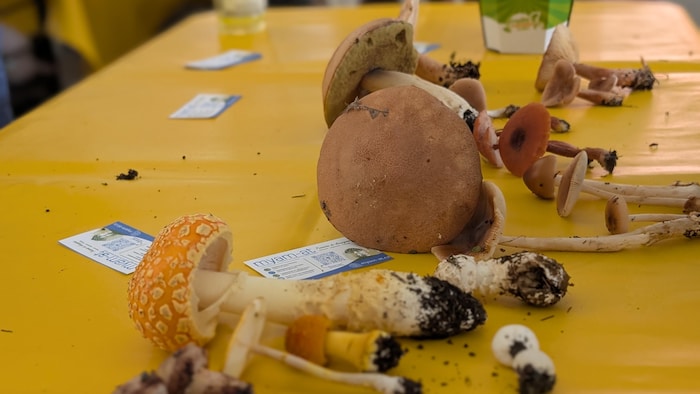 Une vingtaine de champignons de l'Abitibi-Témiscamingue disposés sur une table parmi des cartes de visite du club des Mycologues amateurs de l'Abitibi-Témiscamingue.