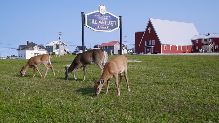 Des cerfs broutent l'herbe au pied d'une enseigne « Bienvenue à L'Île-d'Anticosti ».