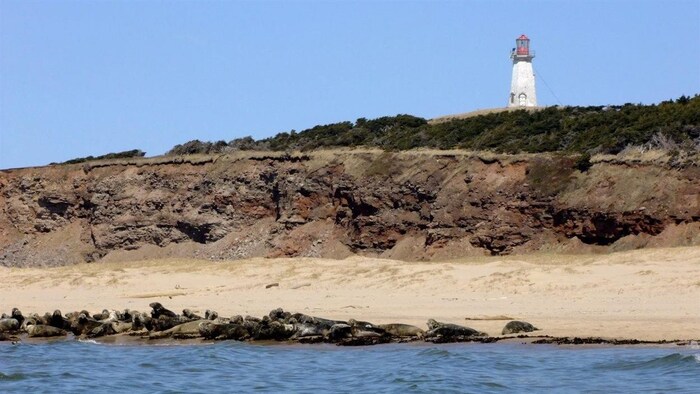 De nombreux phoques sur la plage et le phare en arrière-plan de l'Île-Brion.