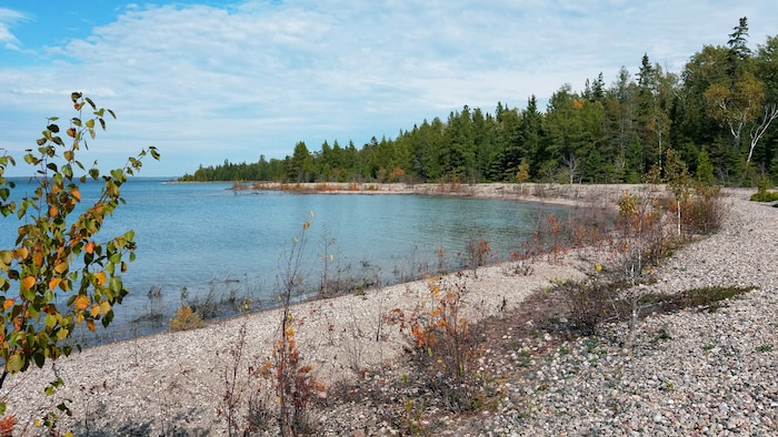 Des berges et une forêt au loin.