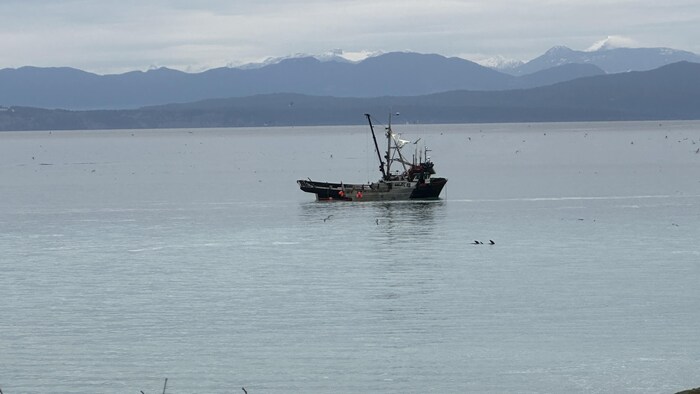 Un bateau de pêche au hareng, au large de l'île Hornby.