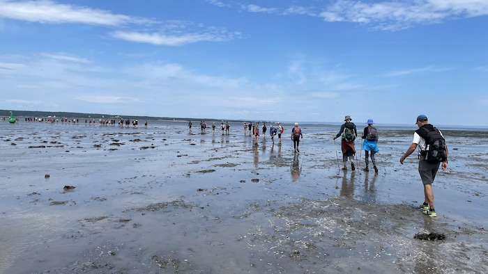 Des dizaines de personnes de dos marchent au milieu du chenal à marée basse.