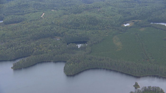Image aérienne d’une ancienne coupe forestière en train de repousser. Au bas de l’écran se trouve une étendue d’eau.