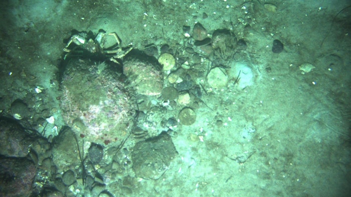 Image d'un fond marin où l'on peut apercevoir un crabe et des oursins.