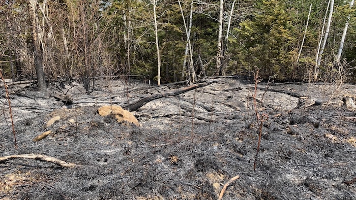 Incendies dans les Territoires du Nord-Ouest, Ottawa somme Meta de cesser  le blocage des nouvelles canadiennes