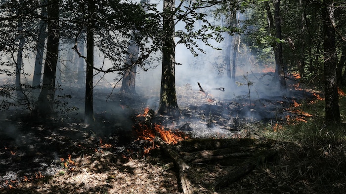 Les flammes ravagent les sous-bois.