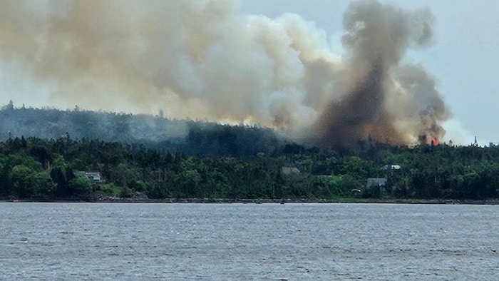 Un panache de fumée s'élevant d'une forêt.