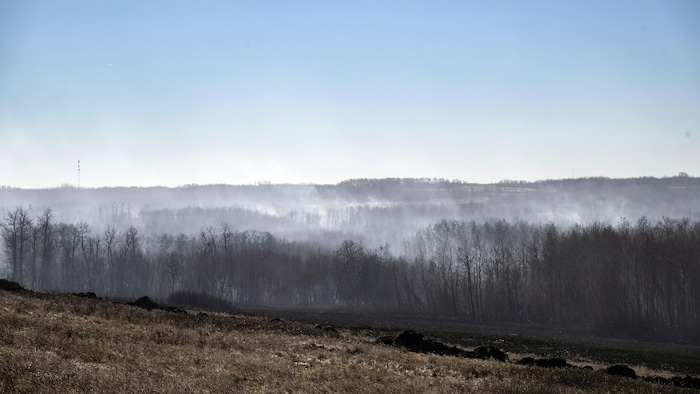 Une forêt partiellement brûlée.