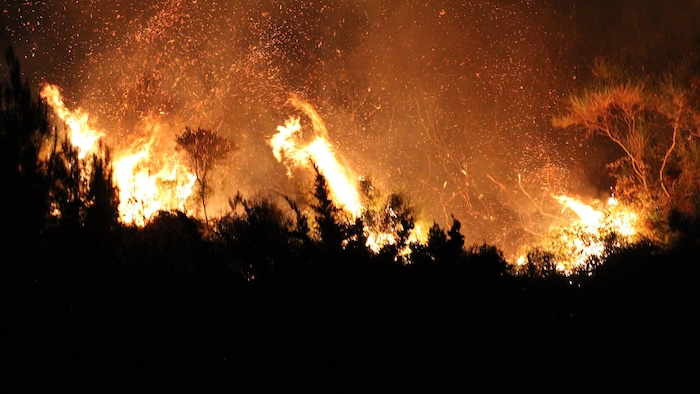 Un incendie de forêt ravage les arbres et la végétation.