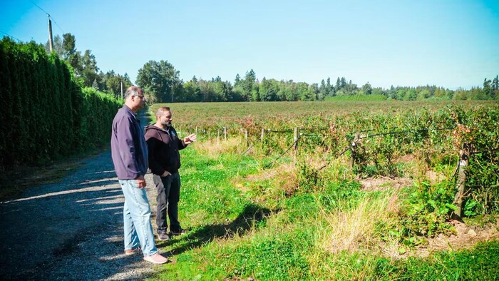 Exporter Vivek Dhume, left, talks with Brar about preparing his Langley blueberry farm for fruit sales to India. (Gian-Paolo Mendoza/CBC)