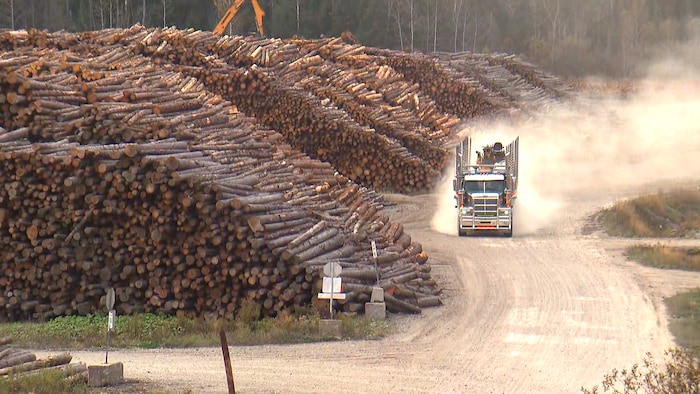 Un camion circule dans une cour à bois, où des milliers de troncs coupés sont empilés.