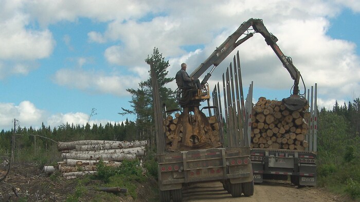 Un homme effectue un chargement de bois sur un camion.