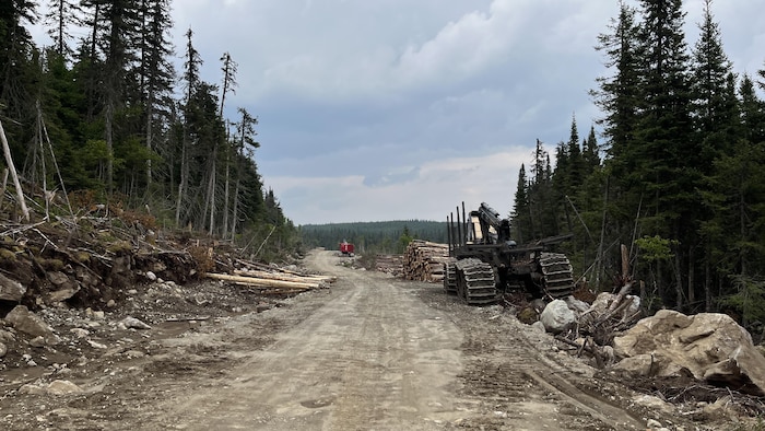 Un chemin forestier