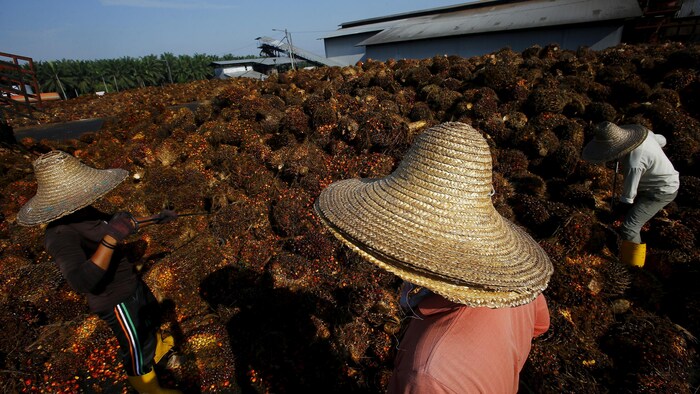 Des travailleurs, au milieu de fruits de palmiers à huile.