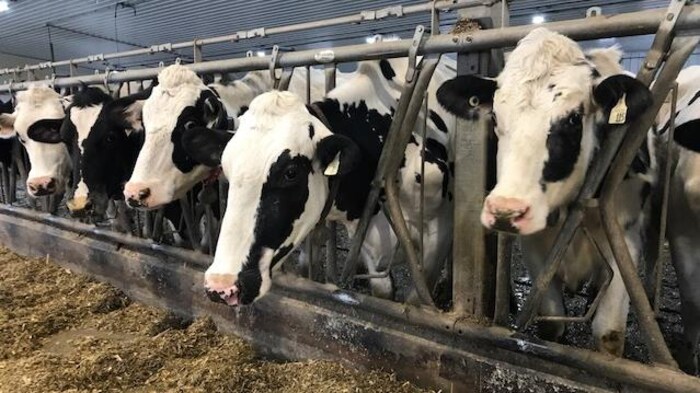 des vaches dans une étable.